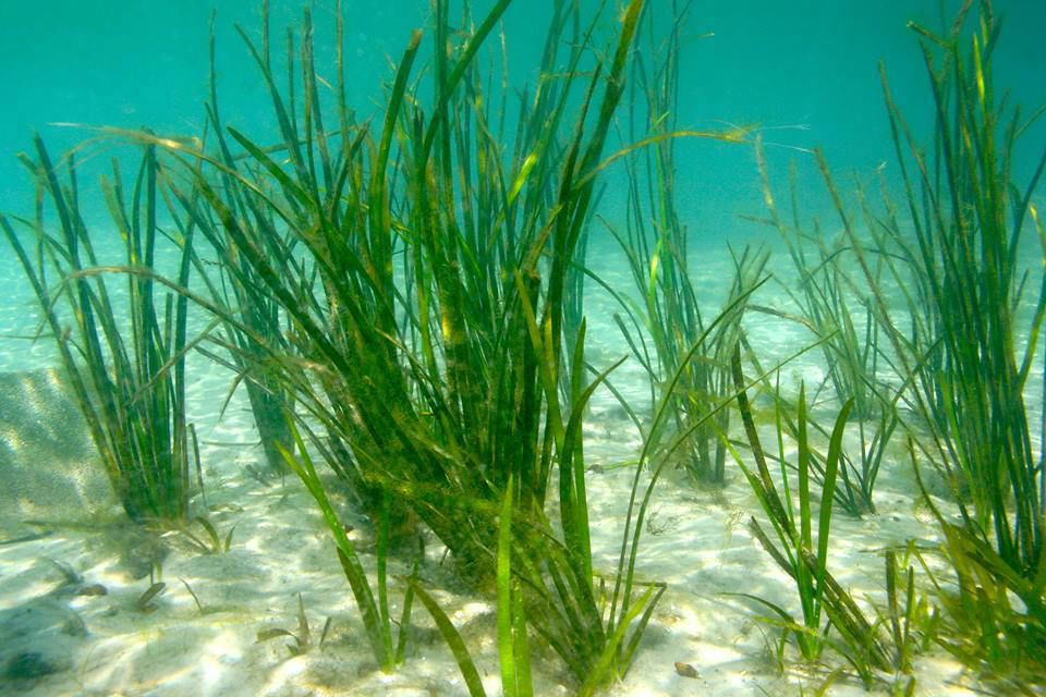 Save Crystal River Eelgrasses